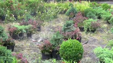 花园灌溉。 植物和草坪<strong>自动</strong>喷水<strong>浇水</strong>系统。